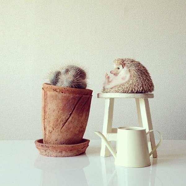 Смешные пожелания с добрым утром