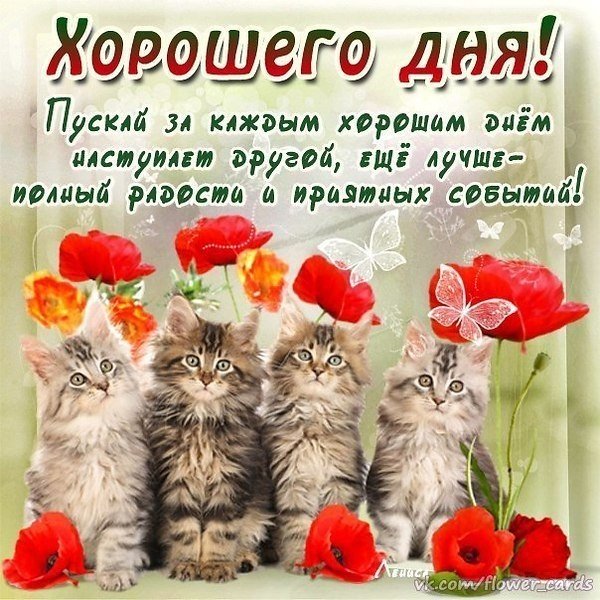 Открытки с добрым днём прикольные