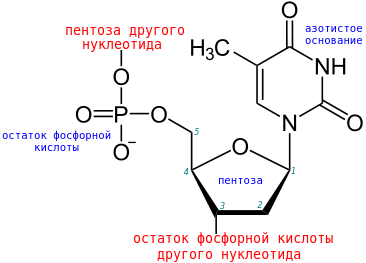 Схема строения нуклеотида ДНК