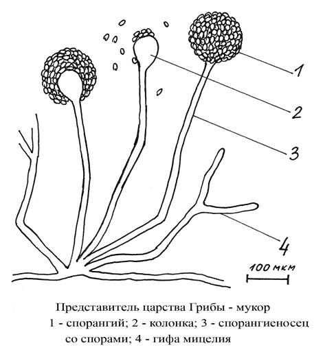 Мицелий мукора схема