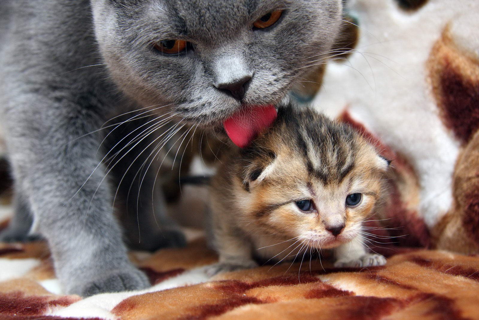 Про маму кошку. Кошка с котятами. Мама кошка и котенок. Кошка скатитоми. Котята с мамой.