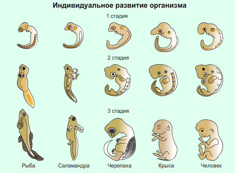 Стадии развития эмбрионов позвоночных. Зародыши позвоночных на разных стадиях развития таблица. Развитие эмбриона позвоночных животных стадии. Ранние этапы развития зародышей позвоночных.