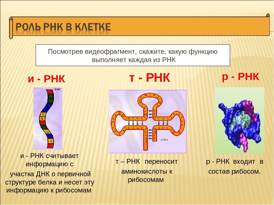 Рисунок молекулы рнк. РНК ИРНК ТРНК РРНК кратко. Пространственная структура ИРНК. РНК –функции,структура,типы. Структура и функции РНК.