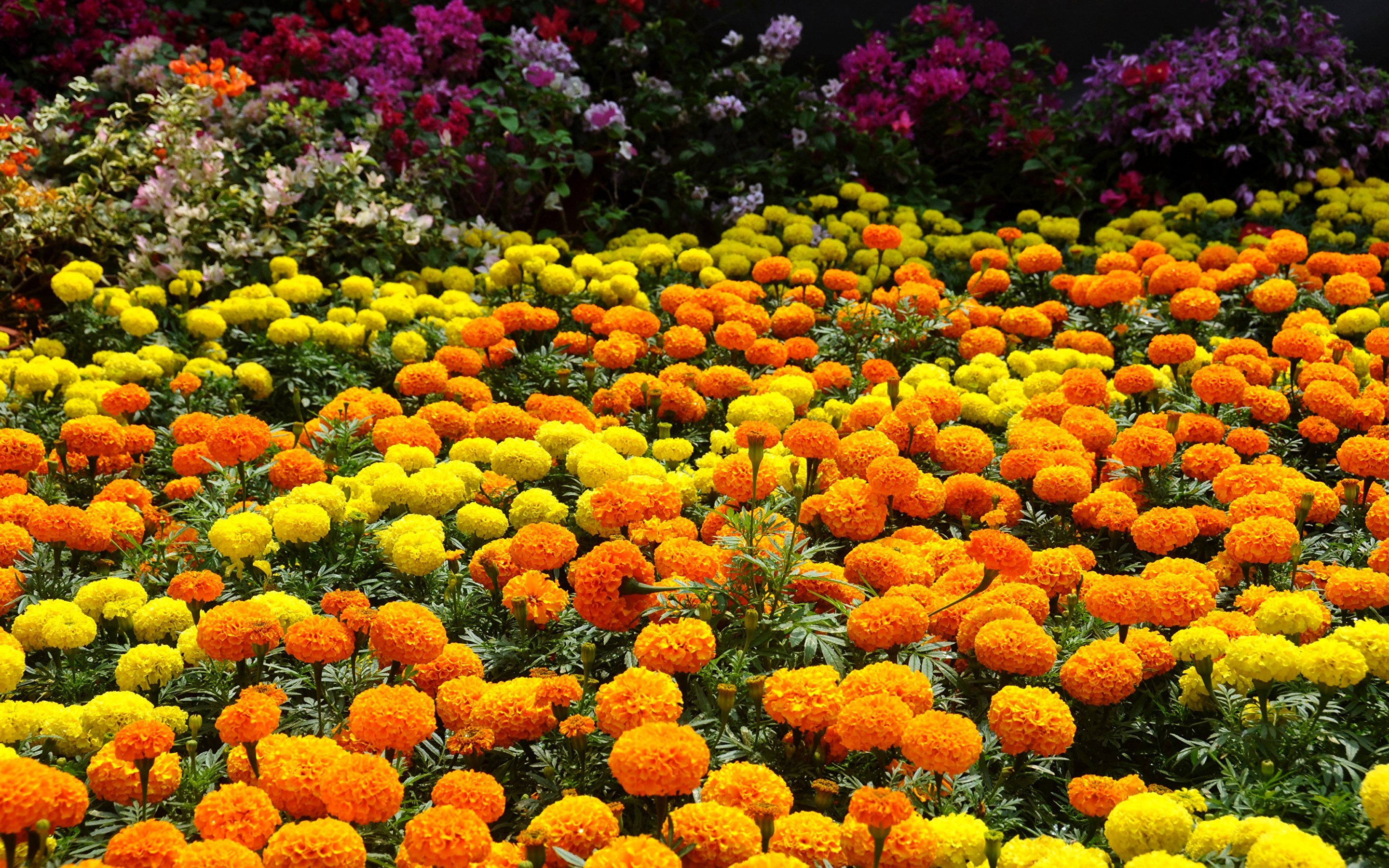Фото цветы бархатцы низкорослые фото