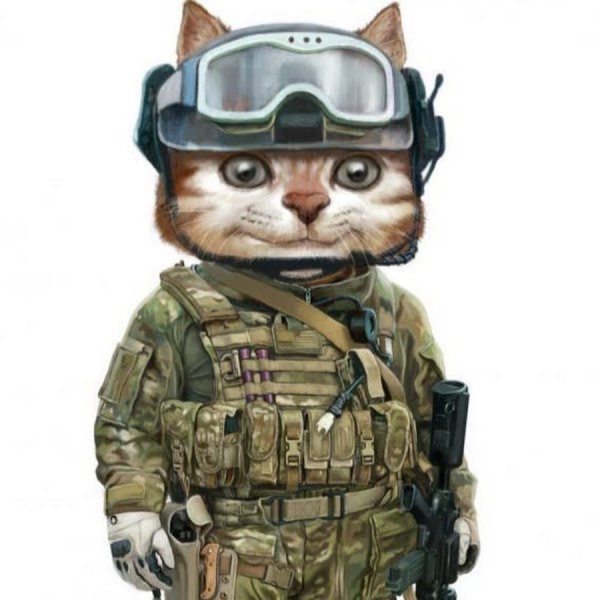 Кот военный картинки