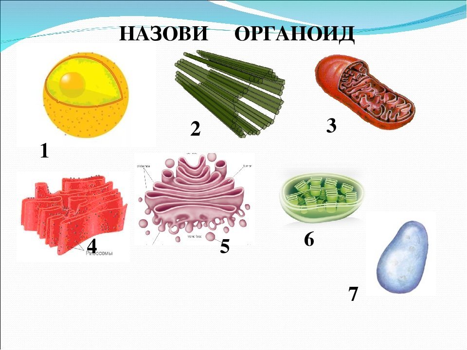 И т д по низким. Органоиды клетки 9 класс биология. Карточки по теме органоиды клетки биология. Органоиды клетки 10 класс. Органоиды клетки 10-11 класс.