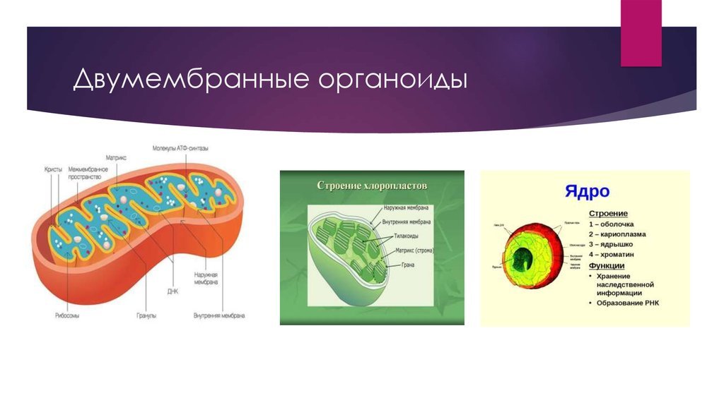 Органоид клетки ядро функции. Двухмембранные органоиды строение и функции. Строение клетки схема органоид строение функция. Двумембранные органоиды клетки строение и функции кратко. Строение клетки и функции органоидов рисунок.