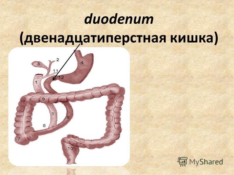 Печень 12 перстной кишки. Двенадцатиперстная кишка (ДПК). Duodénum, двенадцатиперстная кишка. Кишечник 12 перстная кишка. 12 Ти перстная кишка анатомия.