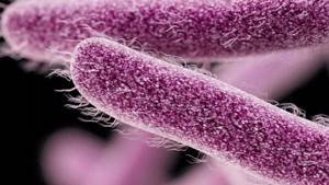 Бацилла шигелла