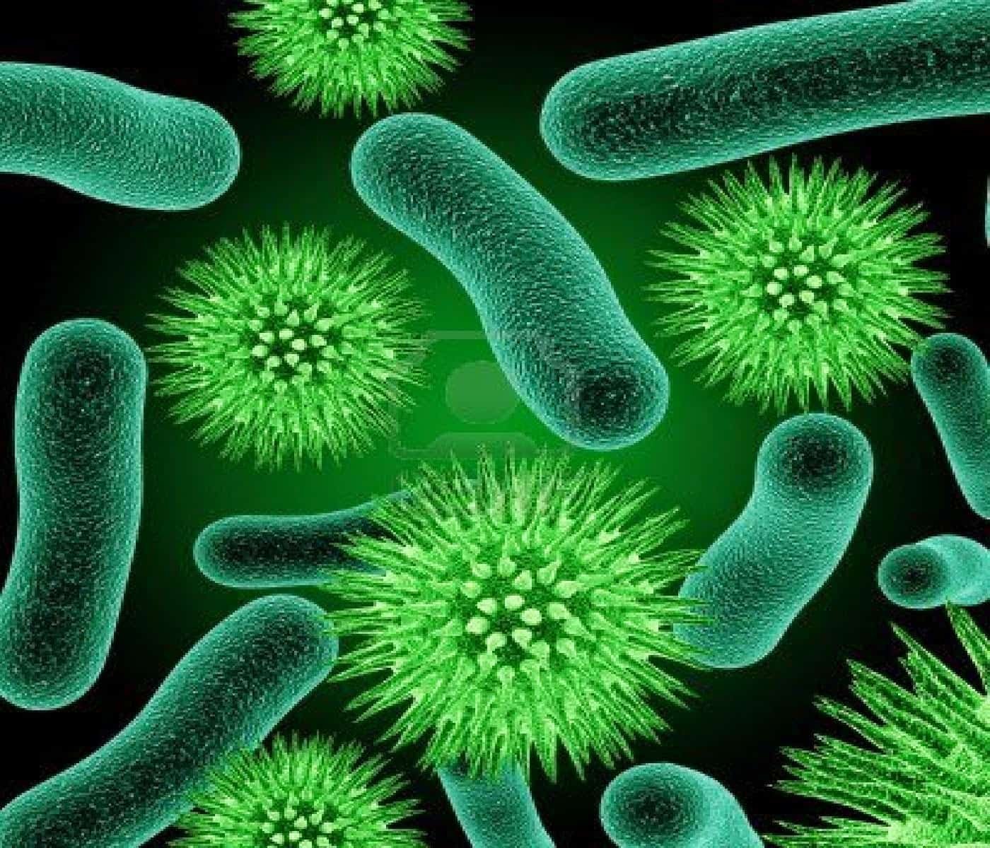 Почему бактерии вирусы одноклеточные водоросли. Патогенные микробы микробиология. Бактерии (Eubacteria),. Бациллы бактерии микробиология. Болезнетворные микроорганизмы.