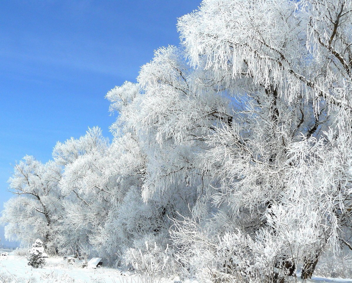 Красота зимы фото картинки окружающий мир