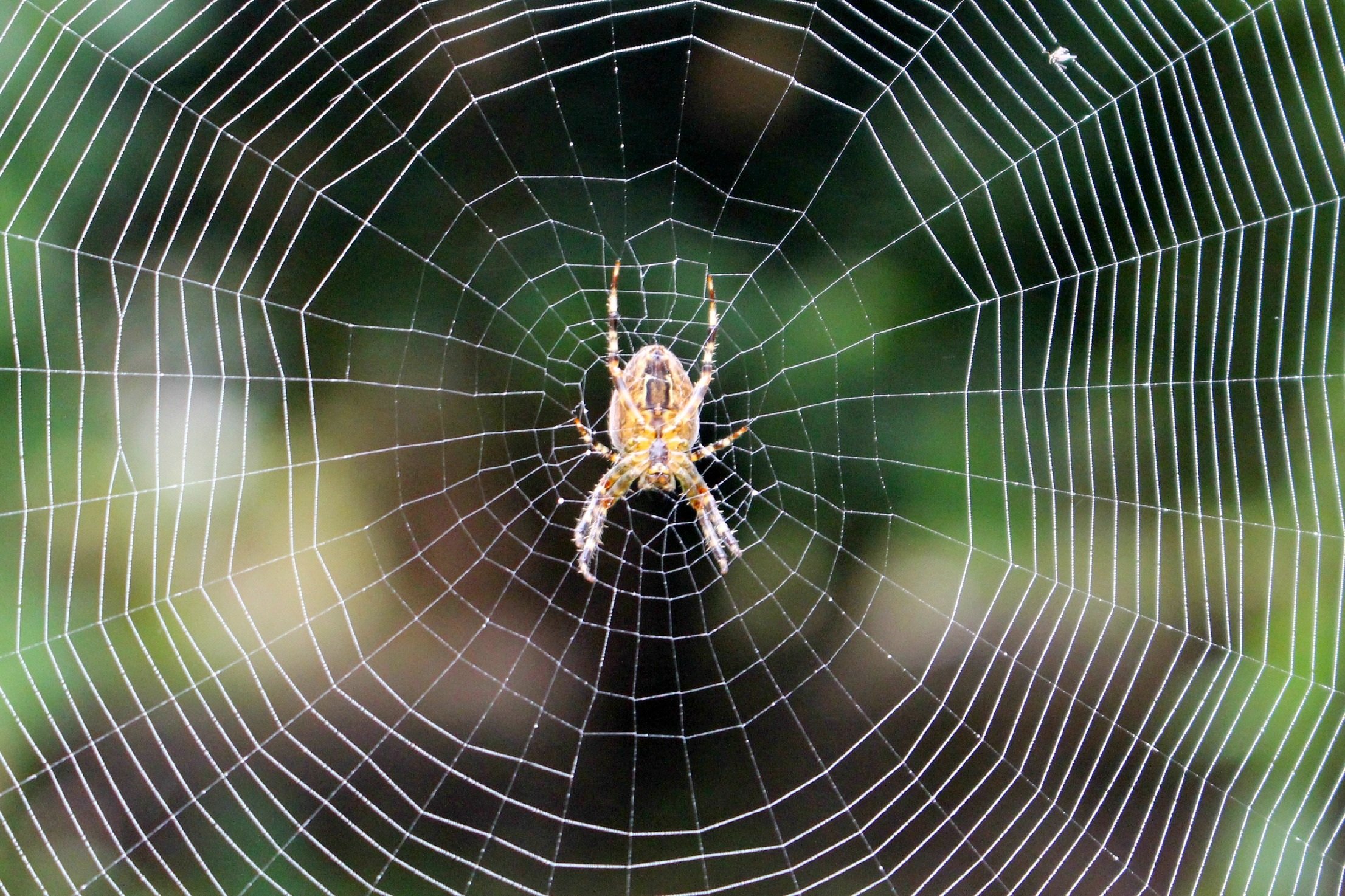 Spiders pictures. Паутина паука крестовика. Ловчая сеть паука крестовика. Паутинная сеть паука. Паук крестовик плетет паутину.
