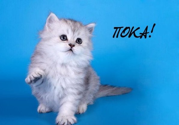 Пока пока