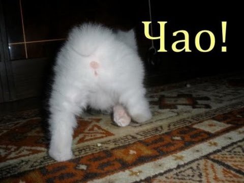 Котик с надписью пока