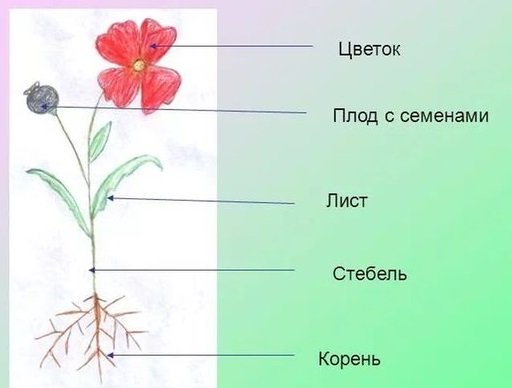 Схема строения цветка покрытосеменных
