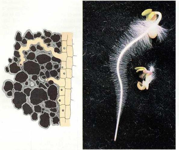 Строение ризоидов водорослей