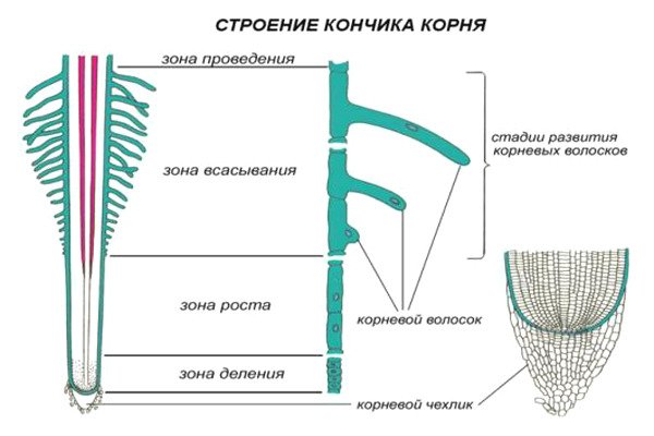 Корневой чехлик зона деления