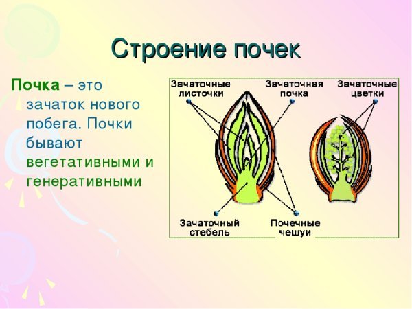 Краткое строение почек 6 класс биология