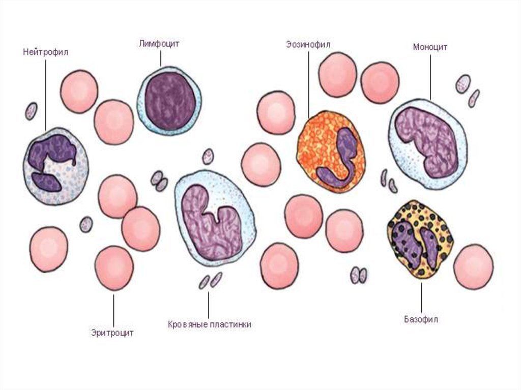 Повышены нейтрофилы моноциты и лимфоциты. Моноцит рисунок. Моноциты фото. Моноциты и нейтрофилы. Гоноциты каритинки.