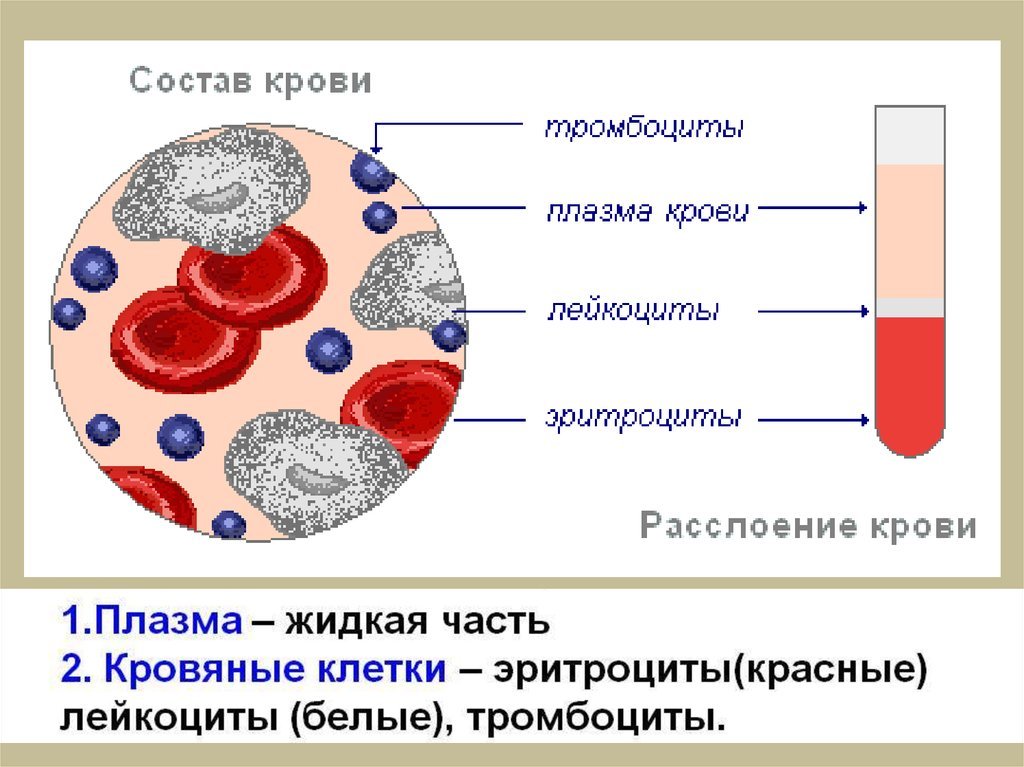 Тест клетки крови. Строение крови человека схема. Состав крови: кровяные клетки. Строение кровяной ткани. Клетки крови эритроциты лейкоциты тромбоциты рисунок.