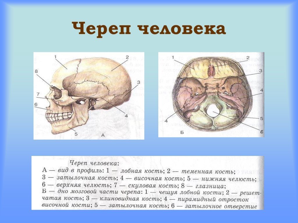 Скелет черепа биология. Строение костей черепа человека. Кости черепа человека 8 класс биология. Строение основания черепа человека. Кости черепа с описанием.