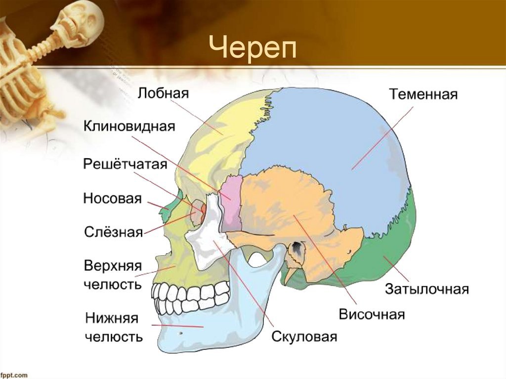 Скелет черепа биология. Череп биология. Соединение костей черепа анатомия. Опорно двигательная система человека череп. Соединение костей черепа картинка.