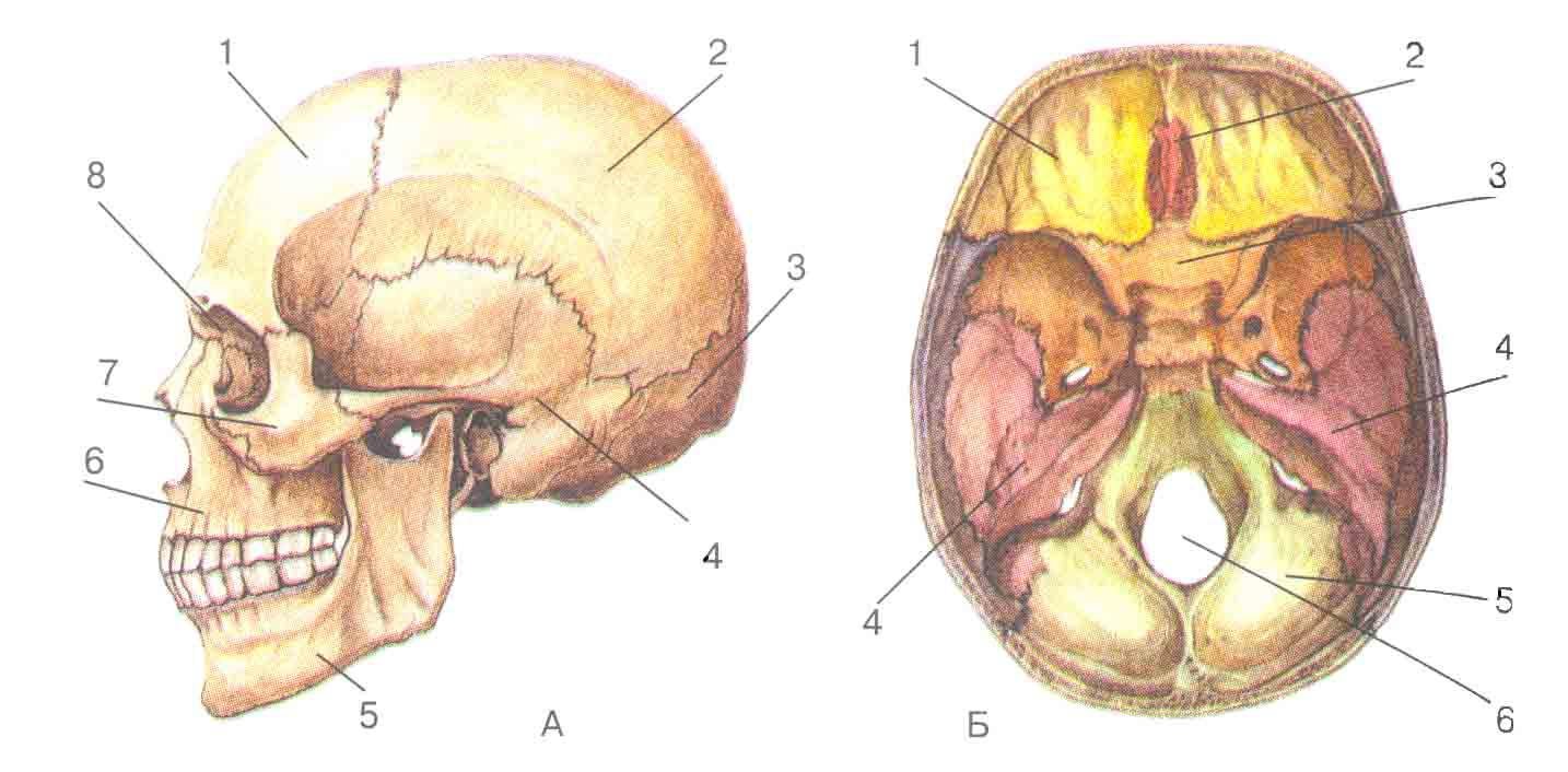 Скелет черепа биология. Кости черепа человека 8 класс биология. Кости мозгового черепа графологическая структура. Череп человека биология 8 класс. Диплоические кости черепа.