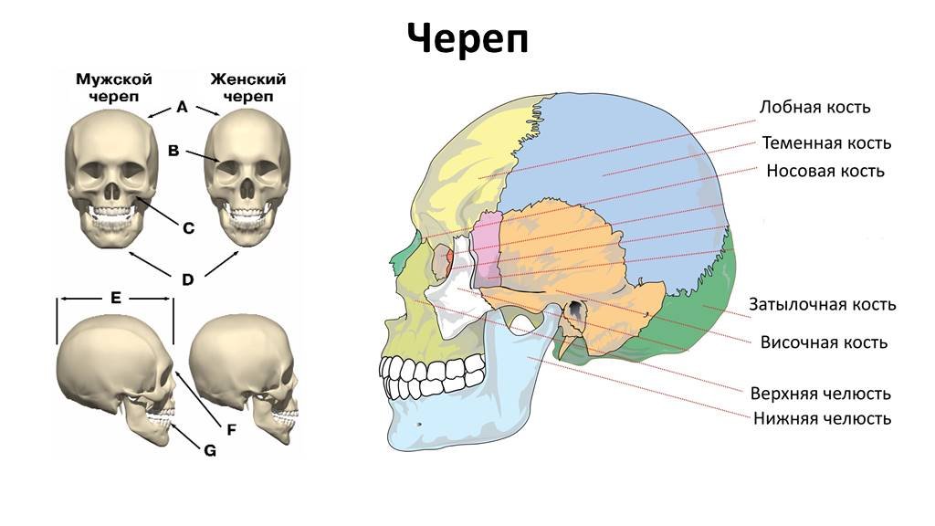 Скелет черепа биология. Строение черепа спереди и сбоку. Строение костей черепа. Кости черепа человека анатомия. Кости черепа человека биология.