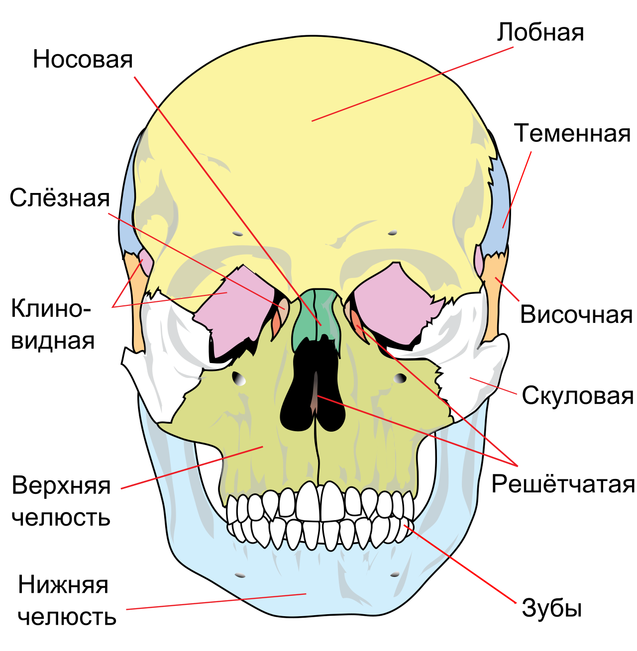 Соединение между лобной и теменной костями. Строение лицевого отдела черепа человека. Строение лицевых костей черепа человека. Схема костей черепа человека. Кости лицевого отдела черепа анатомия.