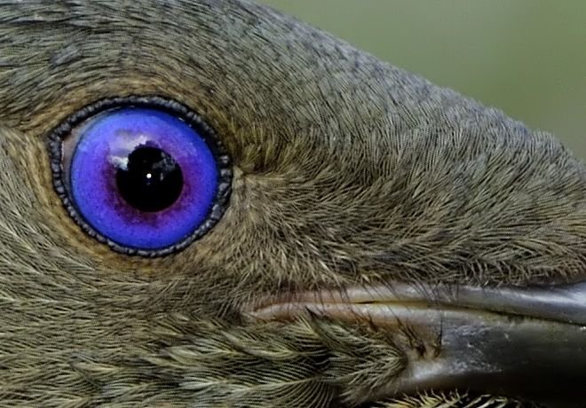 Птичьи глазки. Глаз птицы. Зрачок Совы. Глаза для птичек.