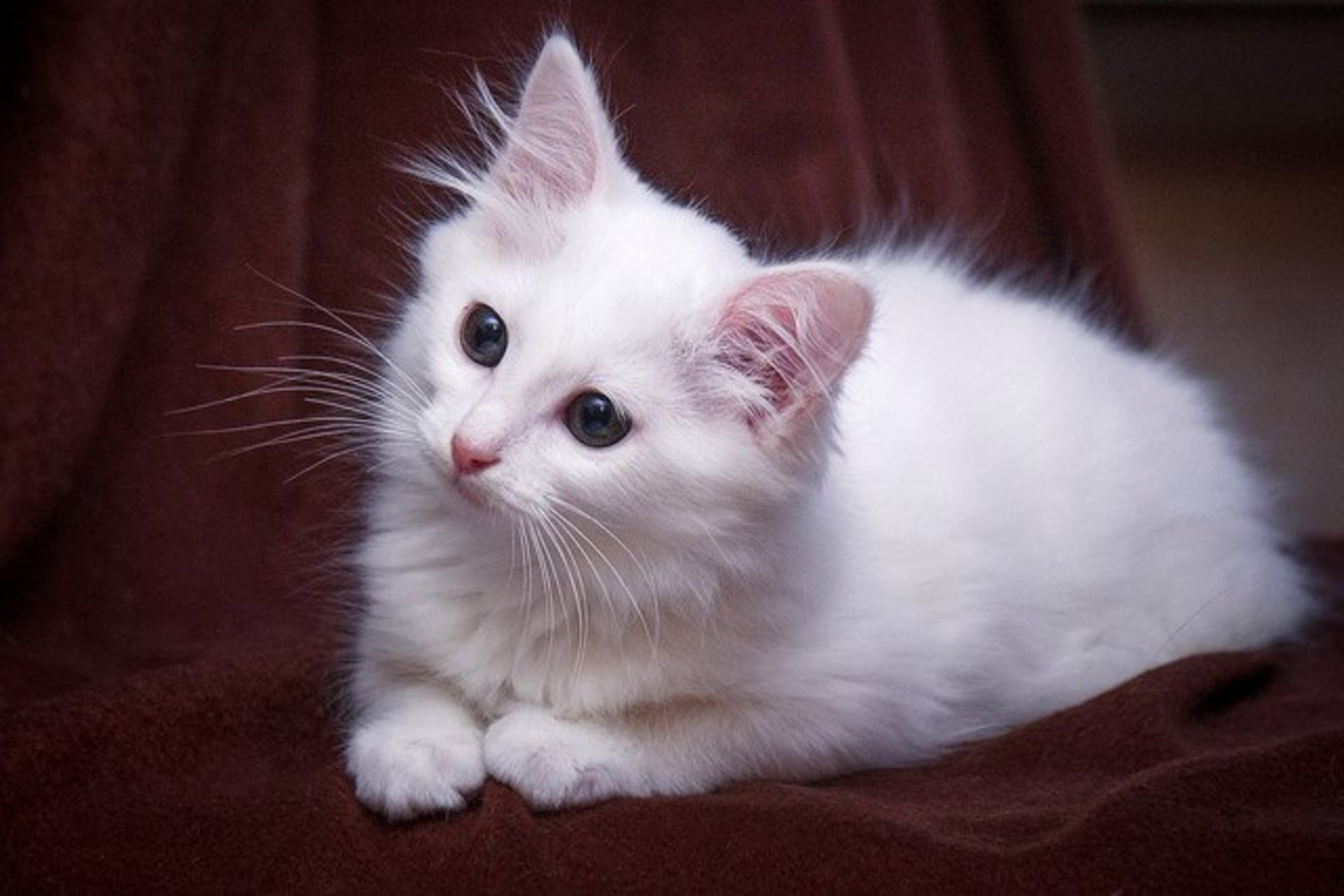 Беленьких котиков. Белый кот беспородный. Белый котенок. Белая кошечка. Красивый белый котенок.
