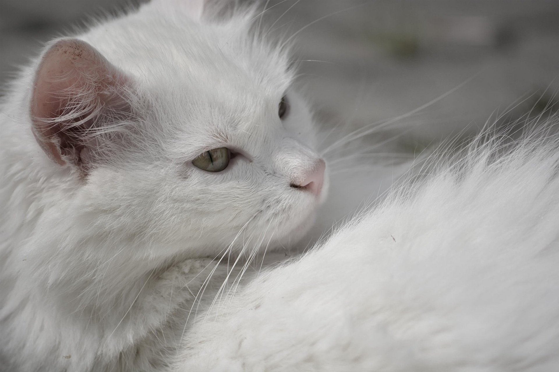 Белая кошка с карими глазами