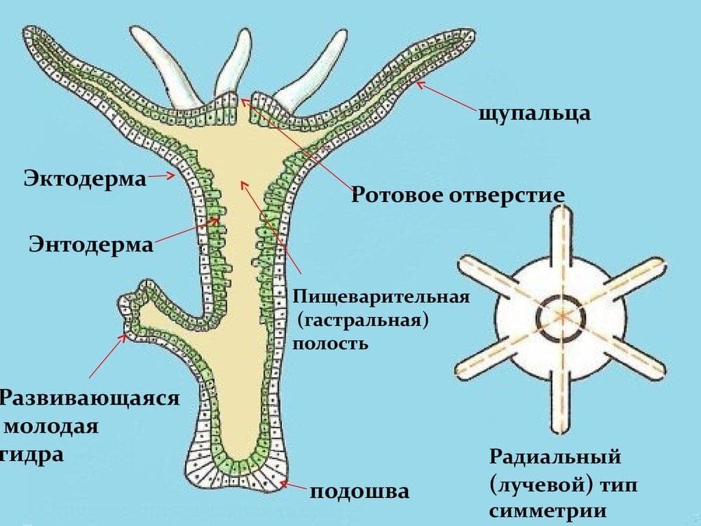  50 