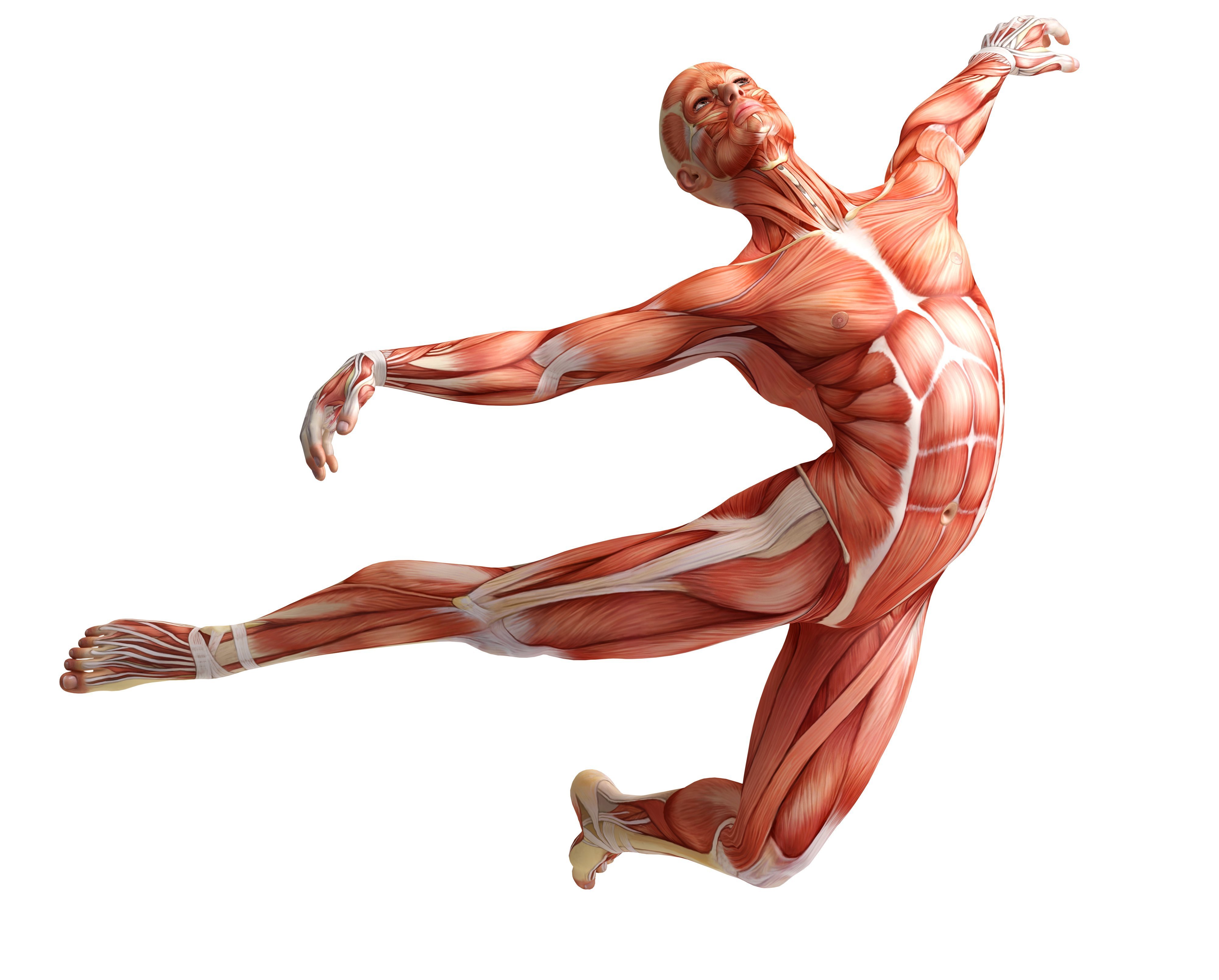 Мышцы картинка. Мышечная система человека. Мышечная система человека анатомия. Фасции тела человека анатомия. Фасция мышцы анатомия.