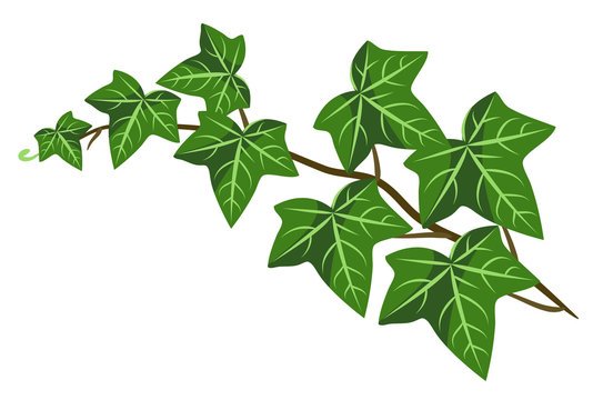 Плющ обыкновенный ветка
