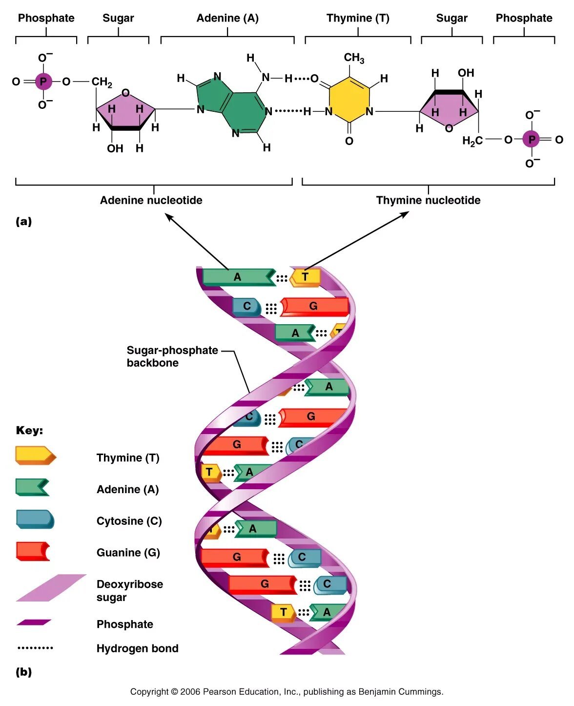 Изменения происходят в последовательности нуклеотидов молекулы днк. Схема строения нуклеотида ДНК. Схематическое строение молекулы ДНК. Строение нуклеотида ДНК И РНК. Строение нуклеотида молекулы ДНК.