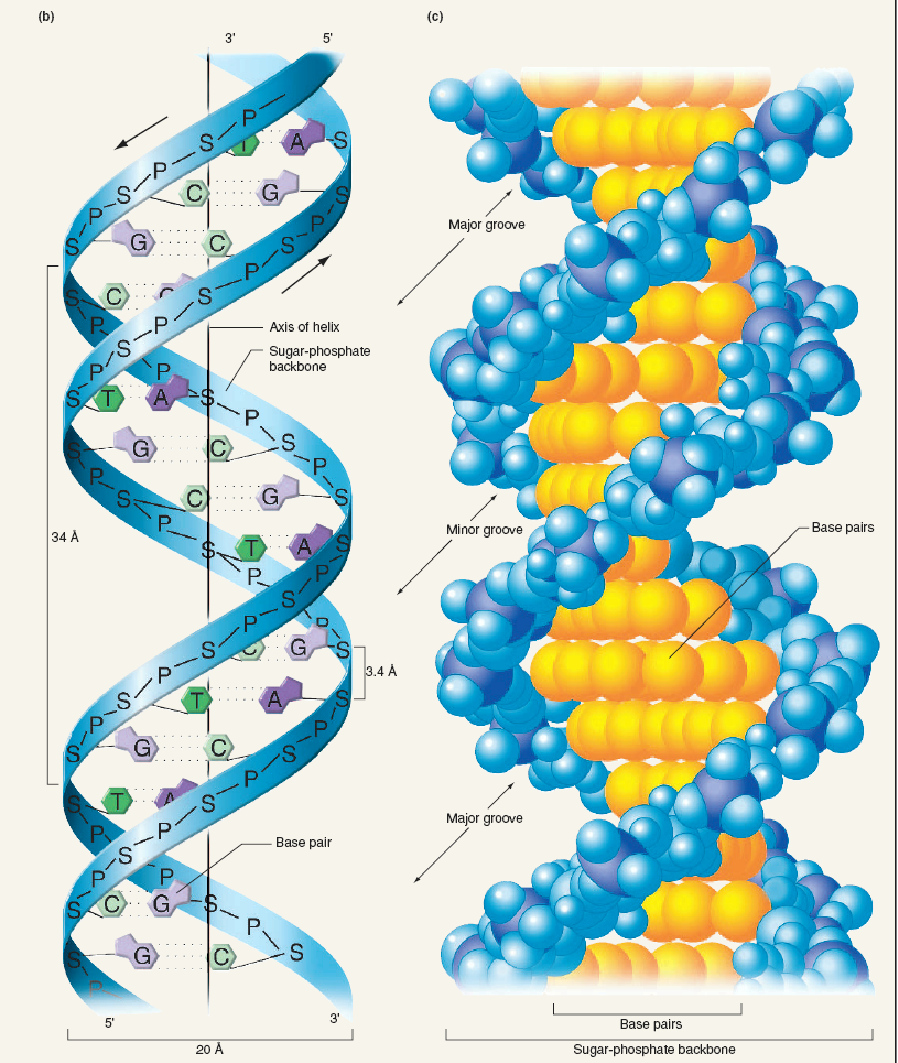 Структуру днк расшифровали. Структура молекулы ДНК. ДНК состав строение. Строение ДНК биология. Структура молекулы ДНК схема.