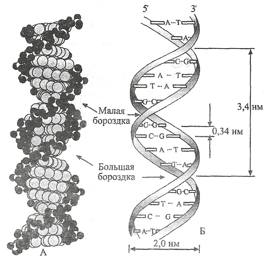 Какого структура днк. Вторичная структура молекулы ДНК. Структура молекулы ДНК схема. Нарисуйте схему строения ДНК. Схема строения молекулы ДНК.