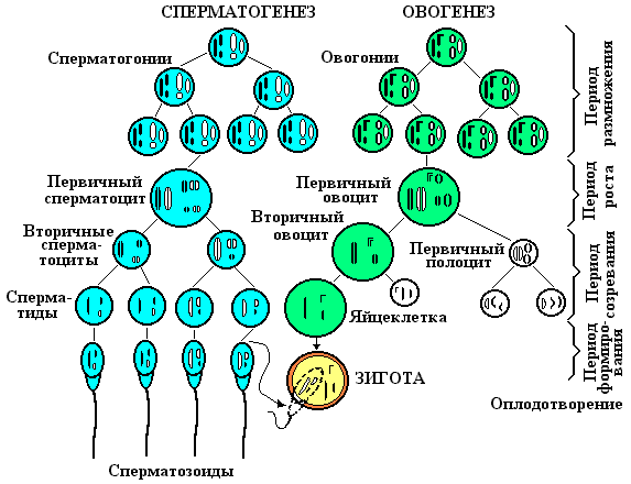 Схема сперматогенеза и овогенеза. Схема сперматогенеза с набором хромосом. Схема основных этапов сперматогенеза и овогенеза. Гаметогенез и оогенез схема. Мужской гаметогенез