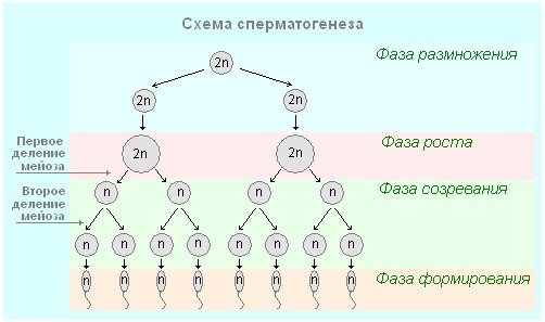 Схема стадий сперматогенеза