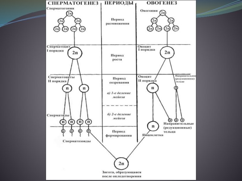 4 этапа сперматогенеза. Схема сперматогенеза и овогенеза. Стадия размножения овогенеза и сперматогенез таблица. Периоды гаметогенеза таблица. Периоды сперматогенеза таблица.