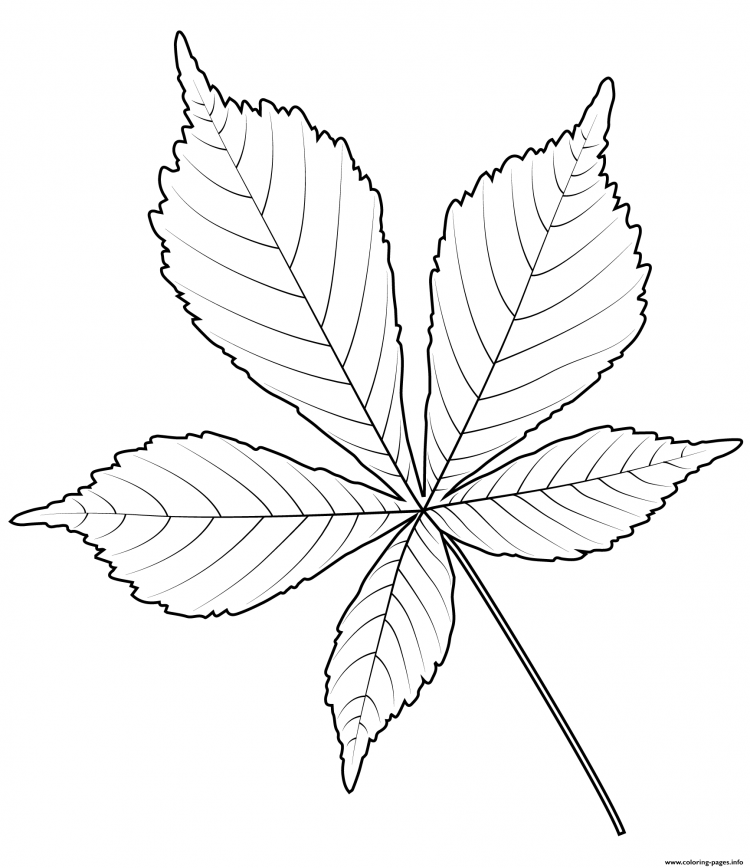 Черно белые картинки листьев. Лист каштана. Лист каштана раскраска. Листья рисунок. Лист каштана контур.