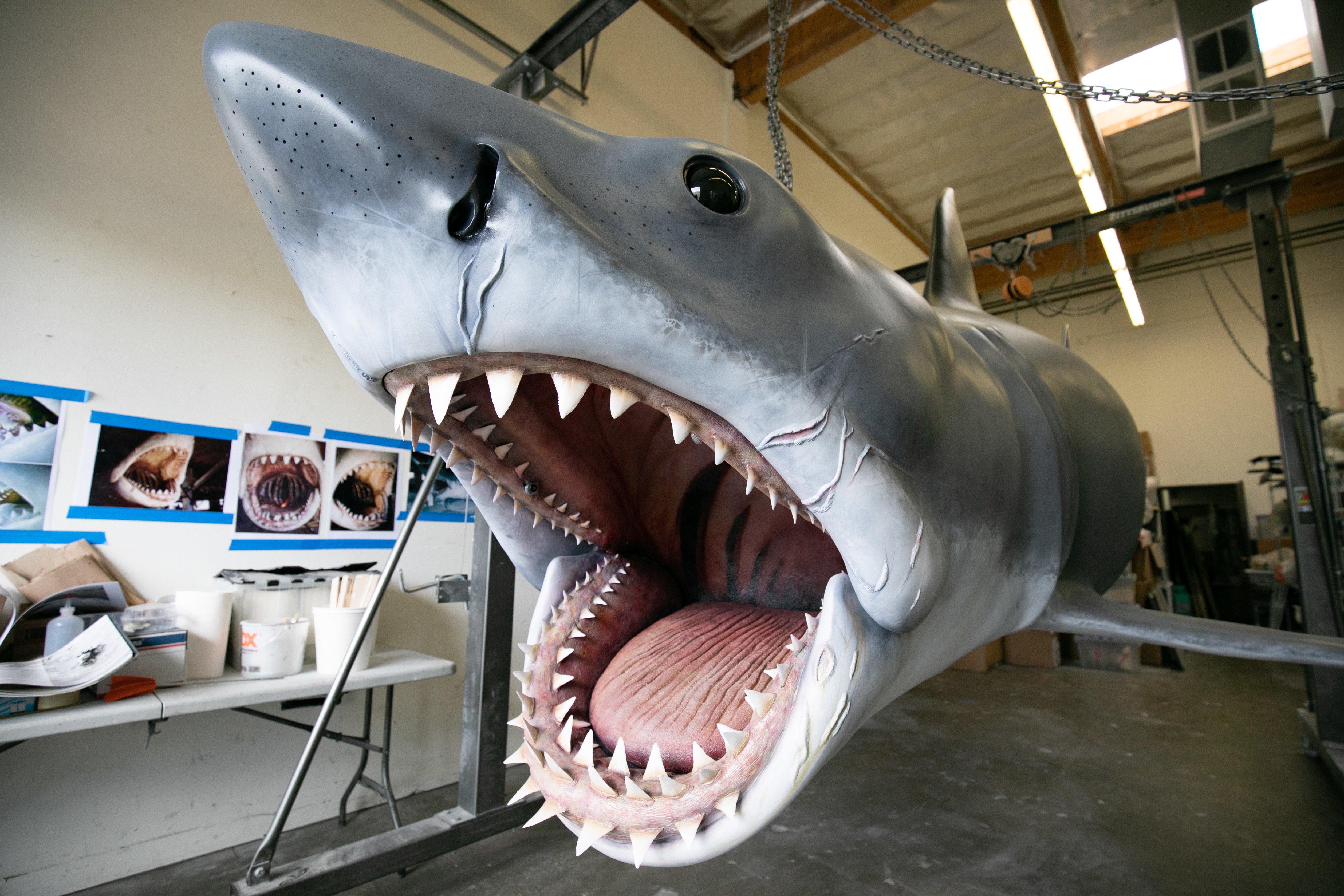 Большие зубы акулы. Зуб акулы МЕГАЛОДОН. МЕГАЛОДОН челюсть. МЕГАЛОДОН клык.