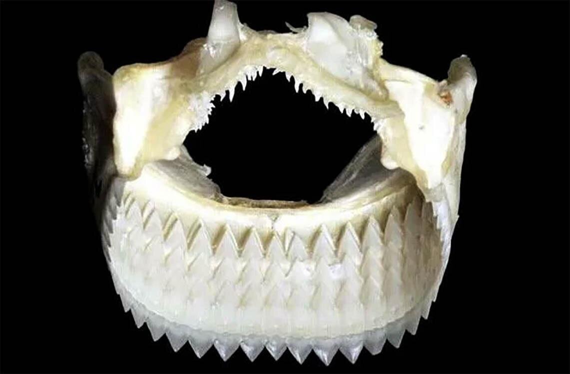 Зубы кошки и зубы акулы. Зуб акулы МЕГАЛОДОН.
