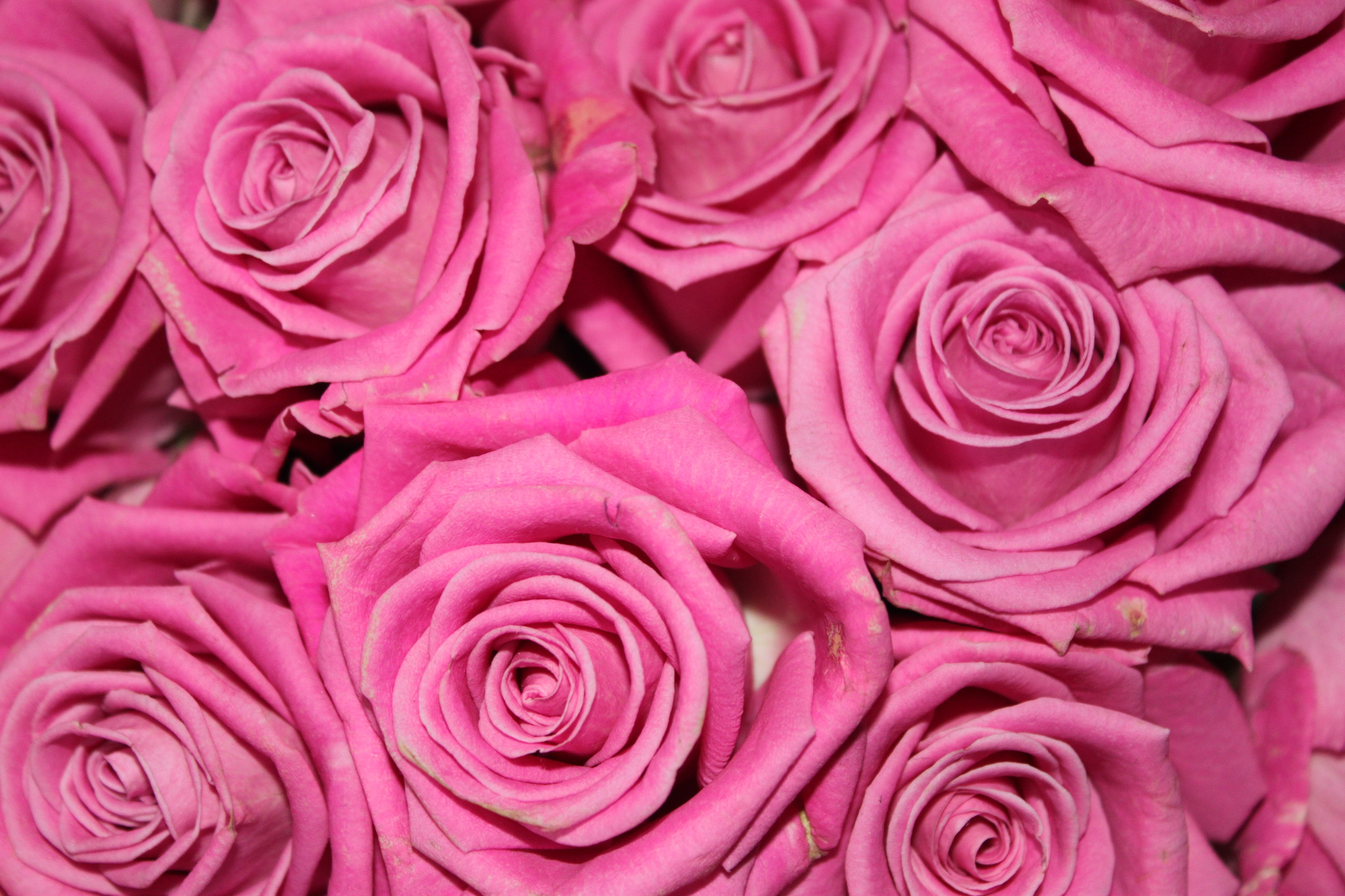 Розые розы. Розы Пинк Фловерс.