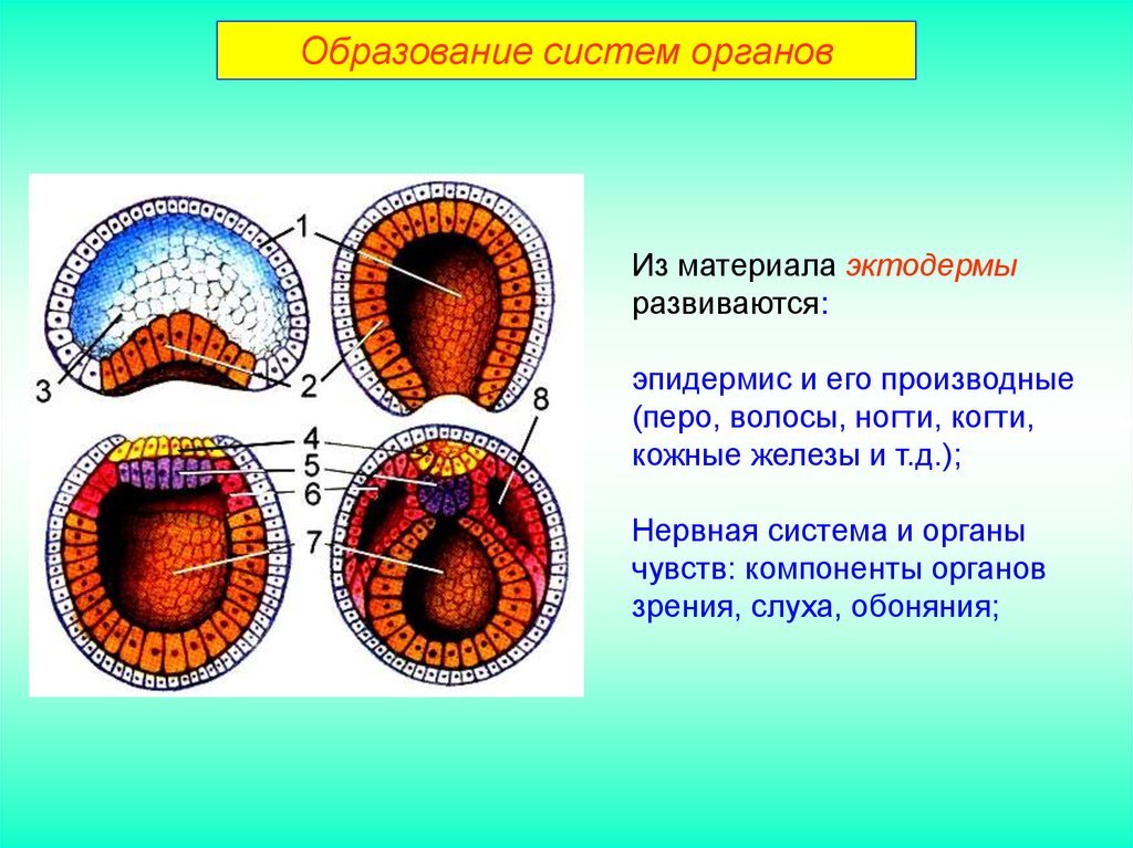 Три стадии характеризующие стадию органогенеза. Мезодерма эктодерма энтодерма эмбрион. Гаструляция мезодерма. Гаструляция 3 зародышевых листка. Онтогенез эктодерма мезодерма энтодерма.