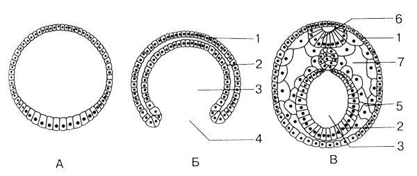 Стадия нейрулы картинки (50 фото)
