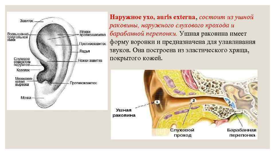 Орган слуха состоит из наружного. Строение ушной раковины анатомия. Строение наружной слуховой раковины. Наружное ухо (ушная раковина, наружный слуховой проход) строение. Слуховая раковина строение.