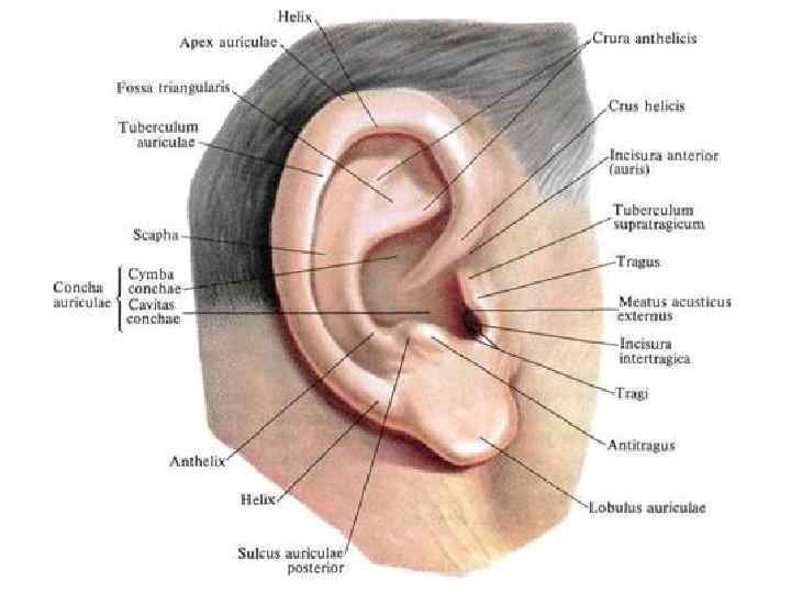 Что такое ушная раковина. Строение ушной раковины анатомия. Ушная раковина анатомия строение уха. Козелок анатомия. Строение наружного уха анатомия уха.