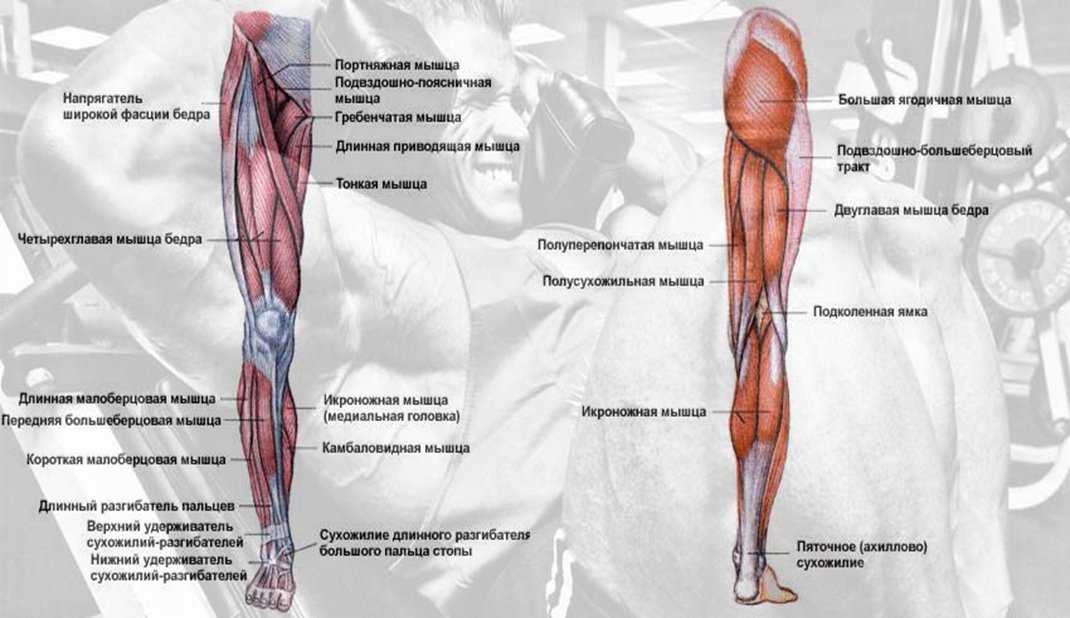 Времени ляшки. Мышцы ног анатомия бедро двуглавая мышца. Квадрицепс и бицепс бедра. Бицепс бедра короткая головка анатомия. Бицепс бедра анатомия крепления.